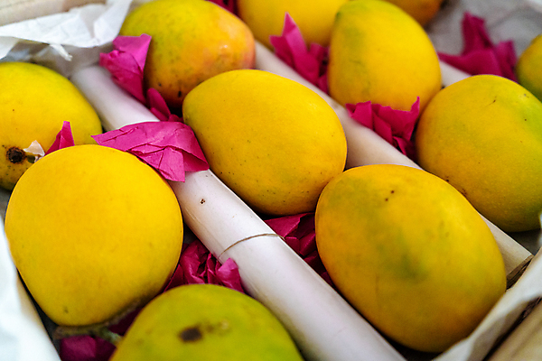 포토 JPG 해외이미지 잡화 아시아 음식 농업 과일 재료 자연 디저트 건강 사람없음 초록색 노란색 주스 수확 신선 시장 달콤 호주 인도인 먹기 유기농 캘리포니아 망고 브라질 소매 건강식 방글라데시 숙성 이국적 인기 채식주의자 해외포토 외국인 웰빙 나라 산업 음료 컬러 모션 동양인 미국 남아메리카 오세아니아 맛 열대과일 생태계 채식 남아시아 파일형식 이미지허브