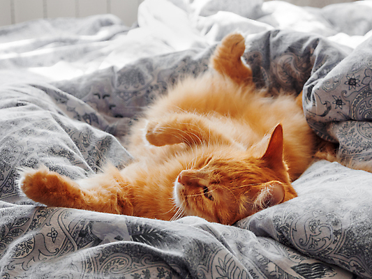 포토 JPG 해외이미지 한마리 실내 사람없음 반려동물 햇빛 고양이 이불 침대 낮잠 반려묘 해외포토 동물 1 가구 포유류 침구 내부 태양 잠 파일형식 이미지허브