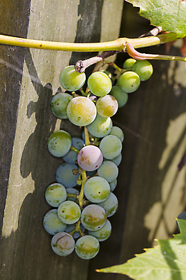 포토 JPG 해외이미지 식물 음식 백그라운드 잎 농업 과일 자연 포도 주택 건강 사람없음 야외 빨간색 초록색 여름 컬러풀 햇빛 뷰티 와인 보라색 수확 성장 가을 나뭇가지 신선 달콤 다발 유기농 포도밭 포도나무 내추럴 숙성 양조장 해외포토 나무 웰빙 계절 산업 컬러 밭 주류 건물 태양 맛 과일나무 생태계 파일형식 이미지허브