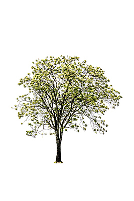 포토 JPG 해외이미지 나무 식물 모델 계절 줄기 백그라운드 낙엽 잎 자연 그림자 사람없음 야외 목재 초록색 환경 봄 성장 덮개 흰색 나뭇가지 4 고독 숲 큼 그늘 자르기 수집 버드나무 싱글 서식 나무껍질 내추럴 고립 생태학 그리너리 해외포토 교육 감정 컬러 재료 모션 숫자 뚜껑 껍질 크기 생태계 파일형식 트랜드컬러 이미지허브