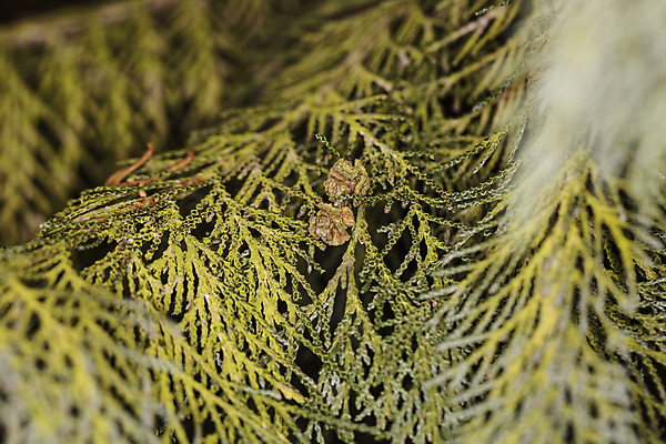 포토 JPG 해외이미지 나무 식물 디자인 계절 공원 백그라운드 잎 패턴 자연 추상 풍경 사람없음 장식 초록색 여름 빛 울타리 정원 나뭇가지 신선 소나무 묘사 원예 질감 에메랄드 상록수 침엽수 내추럴 삼나무 생태학 해외포토 공공시설 교육 컬러 무늬 취미 담장 보석 생태계 파일형식 이미지허브