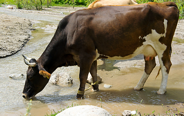 포토 JPG 해외이미지 동물 여자 음료 음식 농업 포유류 뿔 육류 사람없음 물 강 농장 갈색 가축 우유 흰색 시골 소 갈증 젖 해외포토 자연요소 산업 컬러 식재료 유제품 사람 파일형식 이미지허브