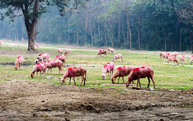 포토 JPG 해외이미지 나무 식물 라이프스타일 계절 유럽 야생동물 잎 농업 아침 산 이끼 사람없음 야외 초록색 여름 햇빛 환경 맑음 가축 일몰 목장 새벽 소고기 자유 양 황무지 양치기 숲 땅 먹기 송곳니 송아지 해외포토 주간 자연요소 동물 직업 나라 산업 새끼 컬러 컨셉 포유류 모션 날씨 육류 생활 태양 노을 소 치아 파일형식 이미지허브