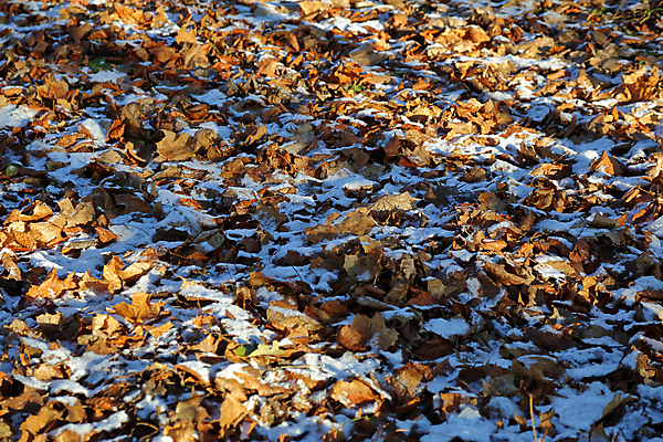 포토 JPG 해외이미지 식물 계절 공원 백그라운드 겨울 밭 자연 날씨 잔디 사람없음 야외 초록색 환경 냉동 얼음 추위 흰색 숲 질감 서리 내추럴 해외포토 자연요소 공공시설 컬러 농업 생태계 파일형식 이미지허브
