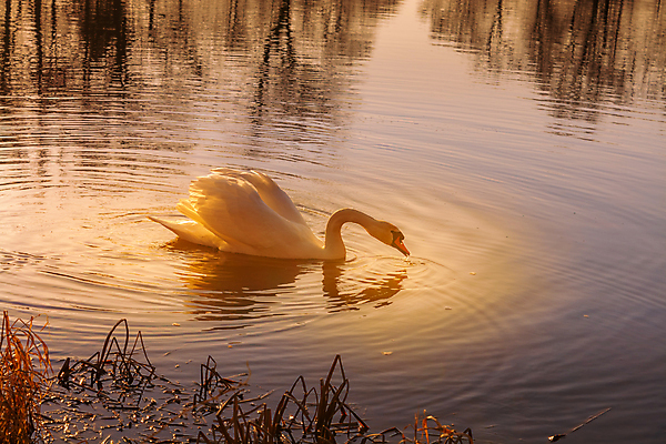 포토 JPG 해외이미지 호수 야생동물 날개 자연 조류 갈대 성인 사람없음 옆모습 물 빛 햇빛 뷰티 반사 수영 거울 흰색 연못 행운 황금 우아함 깃털 싱글 백조 동물상 벙어리 잔물결 해외포토 자연요소 식물 동물 물결 뷰포인트 컬러 컨셉 사람 태양 조형물 수상스포츠 생태계 파일형식 이미지허브