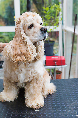 포토 JPG 해외이미지 응시 탁자 앉기 사람없음 반려동물 코커스패니얼 개 돌봄 애견미용 해외포토 동물 시선 가구 포유류 모션 뷰티 스패니얼 파일형식 이미지허브