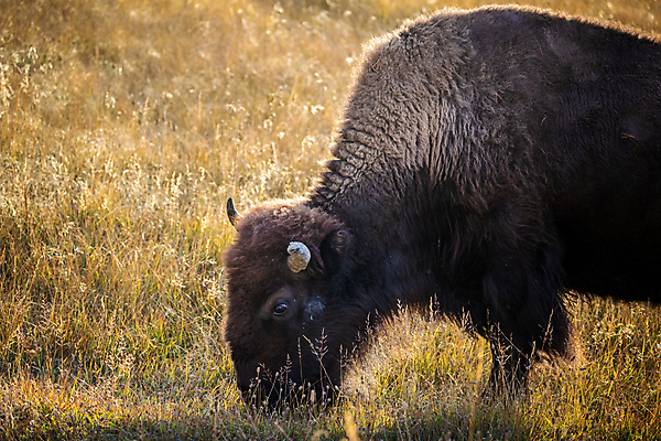 포토 JPG 해외이미지 동물 공원 야생동물 북아메리카 밭 신체 포유류 자연 국립공원 사람없음 목재 갈색 미국 힘 가을 황무지 숲 위험 큼 모피 들소 먹기 황소 내추럴 와이오밍 해외포토 나무 계절 공공시설 컬러 컨셉 농업 재료 모션 아메리카 소 크기 생태계 파일형식 이미지허브