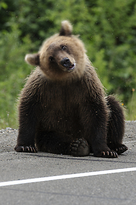 포토 JPG 해외이미지 동물 아시아 물결 야생동물 여행 곰 포유류 모션 자연 털 표정 사람없음 야외 관광지 갈색 환경 숲 위험 큼 오브젝트 러시아 육식동물 사냥꾼 내추럴 동물상 러시아인 블러 시베리아 총구 힘찬 해외포토 서양인 직업 유럽 나라 컬러 컨셉 조형물 크기 생태계 파일형식 이미지허브