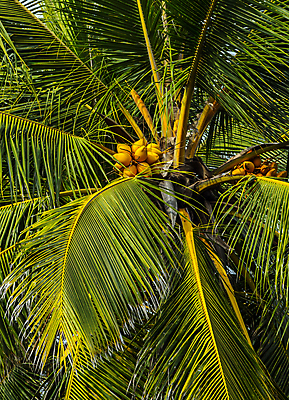 포토 JPG 해외이미지 나무 식물 아시아 음료 음식 섬 여행 백그라운드 잎 농업 과일 자연 건강 손바닥 사람없음 초록색 여름 야자수 태양 농장 노란색 정원 맑음 견과류 나뭇가지 신선 다발 보따리 유기농 코코넛 내추럴 숙성 스리랑카 이국적 채식주의자 파라다이스 해외포토 자연요소 손 웰빙 계절 나라 산업 컬러 날씨 생태계 채식 파일형식 이미지허브