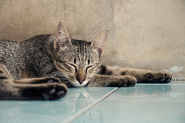 포토 JPG 해외이미지 동물 휴식 바닥 사람없음 반려동물 고양이 회색 잠 얼룩무늬 솜털 내추럴 거짓말 해외포토 컬러 컨셉 무늬 포유류 파일형식 이미지허브