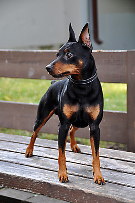 포토 JPG 해외이미지 공원 벤치 앉기 사람없음 야외 반려동물 개 미니어처핀셔 해외포토 동물 공공시설 의자 포유류 모션 파일형식 핀셔 이미지허브