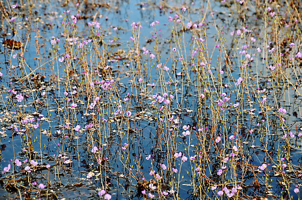 포토 JPG 해외이미지 식물 계절 공원 꽃 호수 분홍색 백그라운드 꽃무늬 태국 자연 사람없음 야외 여름 컬러풀 뷰티 노란색 정원 보라색 봄 벚꽃 신선 황금 작음 지역 물새 해외포토 공공시설 아시아 컬러 무늬 조류 크기 생태계 파일형식 이미지허브