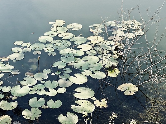 포토 JPG 해외이미지 식물 공원 꽃 호수 바다 여행 잎 자연 추상 연꽃 풍경 사람없음 초록색 물 여름 파란색 강 햇빛 뷰티 반사 마을 맑음 봄 벚꽃 가을 바위 흰색 시골 연못 도시 백합 내추럴 해외포토 자연요소 계절 공공시설 컬러 무늬 날씨 태양 돌_바위 생태계 파일형식 이미지허브