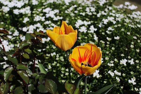 포토 JPG 해외이미지 꽃잎 꽃 사람없음 튤립 해외포토 식물 파일형식 이미지허브