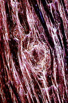 포토 JPG 해외이미지 나무 식물 디자인 선 백그라운드 패턴 자연 표면 날씨 추상 사람없음 목재 세로 갈색 회색 소나무 거친 주름 숲 낟알 피부 묘사 질감 나무껍질 내추럴 그런지 수목 옛날 노화 해외포토 컬러 컨셉 무늬 재료 신체부위 껍질 생태계 파일형식 이미지허브