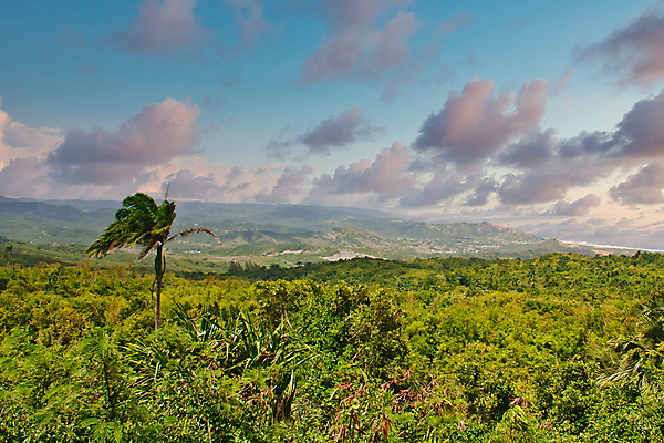 포토 JPG 해외이미지 나무 여행 자연 손바닥 사람없음 야외 초록색 환경 성장 덮개 숲 열대우림 내추럴 해외포토 식물 손 컬러 뚜껑 생태계 파일형식 이미지허브