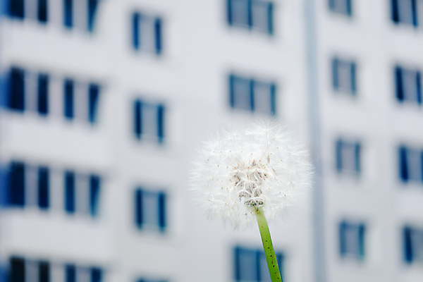 포토 JPG 해외이미지 식물 1 꽃 줄기 백그라운드 컨셉 꽃무늬 우산 자연 부동산 추상 아파트 씨앗 사람없음 건물 초록색 파란색 빛 뷰티 봄 자유 벚꽃 흰색 개화 보호 민들레 묘사 오브젝트 싱글 솜털 내추럴 대출 취급주의 몽환 많음 해외포토 건축물 계절 컬러 무늬 주택 경고 금융 재산 생태계 파일형식 이미지허브