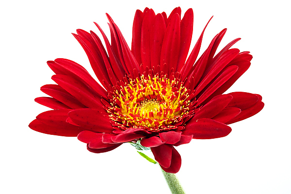 포토 JPG 해외이미지 꽃잎 꽃 백그라운드 사람없음 빨간색 활발 흰색 개화 고립 해외포토 식물 컬러 컨셉 파일형식 이미지허브