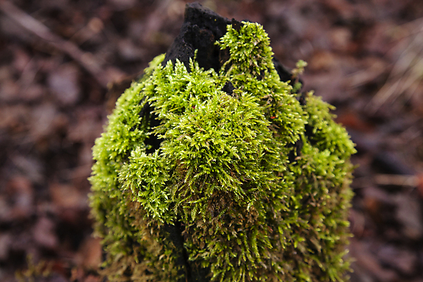 포토 JPG 해외이미지 모양 나무 식물 백그라운드 잎 패턴 밭 농업 채소 자연 추상 건조 이끼 사람없음 목재 초록색 갈색 정원 검은색 봄 성장 껍질 신선 숲 장작 묘사 원예 질감 나무껍질 내추럴 그런지 땅바닥 블러 카피스페이스 해외포토 계절 산업 컬러 무늬 재료 바닥 취미 공백 생태계 파일형식 이미지허브