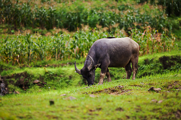 포토 JPG 해외이미지 나무 식물 동물 공원 아시아 야생동물 여행 밭 포유류 자연 밥 뿔 동양인 사람없음 야외 초록색 물 농장 검은색 힘 흙 신선 업무 소 숲 큼 방목 먹기 사파리 언덕 황소 진흙 무거움 내추럴 양모 공격적 동물상 해외포토 자연요소 공공시설 나라 음식 컬러 컨셉 농업 모션 인종 조형물 직물 작업 무게 축산업 크기 생태계 파일형식 이미지허브