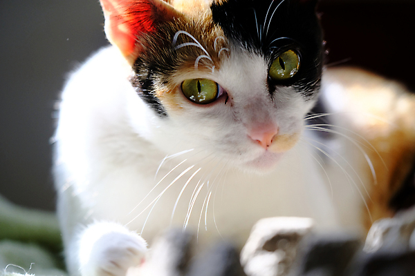 포토 JPG 해외이미지 동물 여자 얼굴 백그라운드 오렌지 자연 탁자 휴식 수염 주택 털 사람없음 초록색 빛 반려동물 뷰티 갈색 검은색 고양이 흰색 정상 몸단장 해외포토 컬러 가구 컨셉 과일 포유류 사람 건물 신체부위 생태계 파일형식 이미지허브