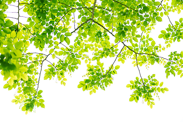 포토 JPG 해외이미지 나무 잎 자연 사람없음 야외 봄 나뭇가지 해외포토 식물 계절 생태계 파일형식 이미지허브