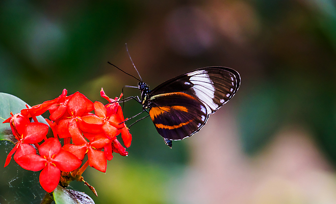 포토 JPG 해외이미지 동물 여자 남자 나비 곤충 백그라운드 날개 오렌지 멕시코 종류 사람없음 컬러풀 노란색 검은색 활발 붓 호랑이 황금 강렬 보유 아마존 이국적 페루 해외포토 컬러 컨셉 북아메리카 과일 포유류 사람 남아메리카 파일형식 이미지허브