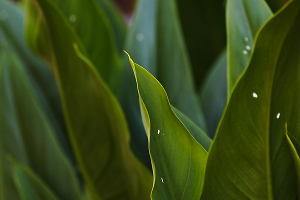 포토 JPG 해외이미지 식물 줄기 백그라운드 잎 패턴 자연 추상 프레임 사람없음 가로 초록색 뷰티 환경 정원 사진촬영 성장 흰색 신선 숲 열대우림 질감 상록수 내추럴 남아프리카 생태학 이국적 파라다이스 그리너리 해외포토 교육 컬러 무늬 아프리카 촬영 생태계 파일형식 트랜드컬러 이미지허브
