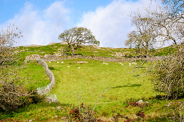 포토 JPG 해외이미지 영어 밭 농업 자연 영국 잉글랜드 풍경 사람없음 야외 울타리 농경지 평화 가축 시골 양 언덕 컴브리아주 해외포토 동물 문자 유럽 산업 컨셉 포유류 담장 농장 생태계 파일형식 이미지허브