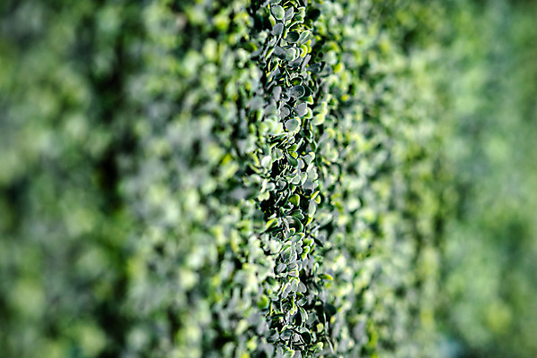 포토 JPG 해외이미지 나무 식물 디자인 공원 꽃 백그라운드 잎 꽃무늬 자연 지붕 사람없음 야외 장식 초록색 여름 울타리 상자 환경 정원 봄 성장 나뭇가지 신선 닫기 허브 관목 묘사 원예 질감 상록수 내추럴 해외포토 계절 공공시설 컬러 무늬 모션 취미 담장 생태계 파일형식 이미지허브