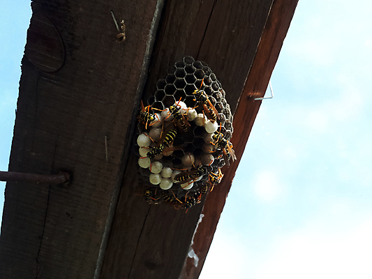 포토 JPG 해외이미지 동물 1 계절 종이 야생동물 과학 곤충 농업 날개 자연 세포 사람없음 야외 건물 여름 노란색 계란 어둠 봄 흰색 독약 벌레 말벌 위험 작음 무서움 벌 질감 서식 생물학 북쪽 고립 동물상 서쪽 소셜 식민지 콜로라도 해외포토 건축물 교육 감정 산업 컬러 컨셉 조형물 알 미국 벌_곤충 크기 방향 생태계 파일형식 이미지허브