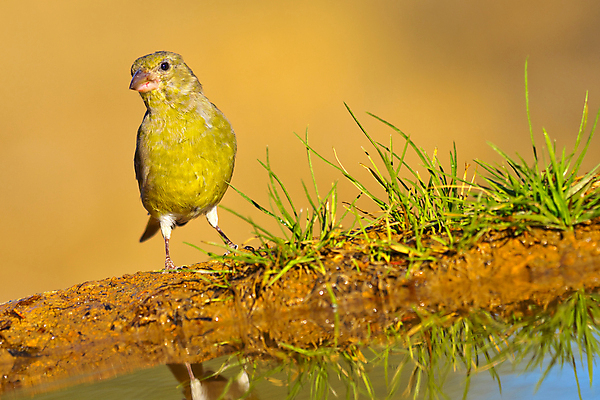 포토 JPG 해외이미지 동물 유럽 음료 야생동물 자연 조류 사람없음 초록색 물 환경 목욕 젖음 다양 연못 스페인 보호 숲 갈증 깃털 생태계 생물학 부리 서식지 동물상 무료 보호구역 생태학 해외포토 자연요소 교육 나라 컬러 다수 컨셉 조형물 청결 구역 파일형식 이미지허브