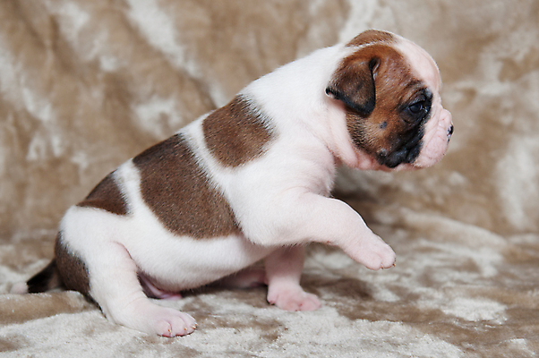 포토 JPG 해외이미지 새끼 실내 앉기 사람없음 옆모습 반려동물 귀여움 개 강아지 매끈함 불독 해외포토 동물 뷰포인트 컨셉 포유류 모션 내부 감각 파일형식 이미지허브