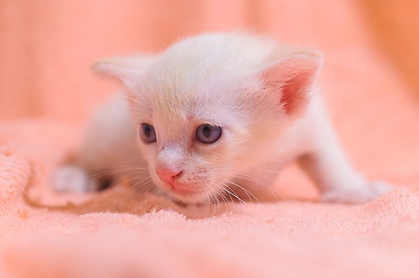 포토 JPG 해외이미지 동물 옷 백그라운드 겨울 휴식 주택 따뜻함 사랑 사람없음 반려동물 쌓기 목도리 고양이 추위 흰색 니트 부드러움 안락 해외포토 잡화 계절 감정 컬러 컨셉 상의 포유류 모션 건물 감각 파일형식 이미지허브