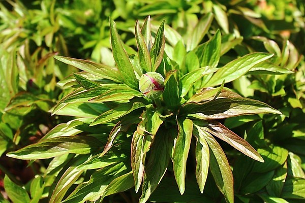 포토 JPG 해외이미지 식물 꽃 꽃무늬 봄꽃 자연 사람없음 컬러풀 정원 봄 5월 작약 해외포토 계절 컬러 무늬 날짜 생태계 파일형식 이미지허브