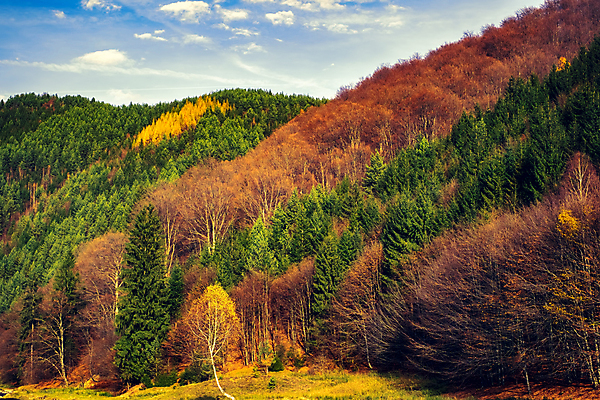 포토 JPG 해외이미지 주간 구름 단풍 단풍나무 산 사람없음 야외 가을풍경 숲 루마니아 해외포토 자연요소 나무 유럽 잎 풍경 파일형식 가을_계절 이미지허브