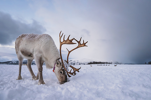 포토 JPG 해외이미지 동물 야생동물 음식 겨울 농업 자연 하늘 사슴 산 뿔 노르웨이 핀란드 풍경 사람없음 환경 어둠 추위 소 닫기 보호 군중 큼 자르기 북극 검색 지역 북쪽 서식지 순록 해외포토 계절 유럽 산업 컨셉 포유류 모션 북유럽 사람 크기 극지방 방향 생태계 파일형식 이미지허브