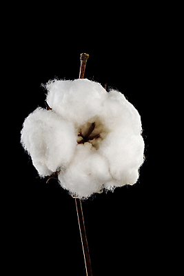 포토 JPG 해외이미지 검은배경 사람없음 면 오브젝트 부드러움 목화꽃 목화솜 해외포토 꽃 백그라운드 검은색 감각 솜 파일형식 이미지허브