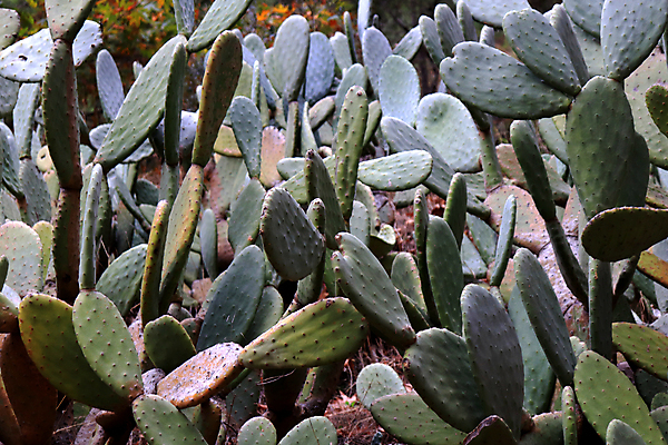 포토 JPG 해외이미지 나무 식물 공원 잎 꽃무늬 자연 사람없음 초록색 정원 성장 신선 숲 이국적 해외포토 공공시설 꽃 컬러 무늬 생태계 파일형식 이미지허브