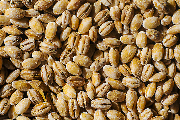 포토 JPG 해외이미지 접시 음식 다이어트 재료 옥수수 요리 사람없음 식사 먹이 낟알 강의 시리얼 유기농 보리 영양 영양분 해외포토 식기 웰빙 곡류 건강 파일형식 이미지허브