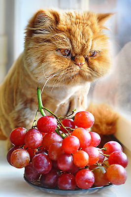 포토 JPG 해외이미지 접시 응시 음식 다이어트 과일 창문 포도 털 앉기 사람없음 고양이 꿈 수확 달콤 맛 먹기 배고픔 몸단장 유래 채식주의자 해외포토 식기 시선 컨셉 농업 포유류 모션 건강 반려동물 채식 파일형식 이미지허브