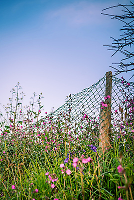 포토 JPG 해외이미지 식물 꽃 바다 분홍색 백그라운드 꽃무늬 휴가 잉글랜드 사람없음 목재 초록색 여름 울타리 컬러풀 정원 보라색 놀람 봄 성장 벚꽃 시골 오픈 절약 그물 구멍 가장자리 다발 수유 왕국 콘월 해외포토 나무 계절 감정 컬러 컨셉 무늬 재료 영국 표정 담장 둘레 파일형식 이미지허브
