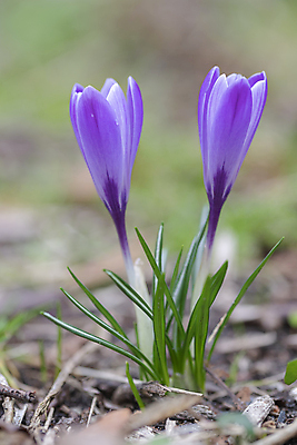 포토 JPG 해외이미지 식물 계절 공원 꽃잎 꽃 줄기 꽃다발 백그라운드 잎 겨울 꽃무늬 밭 자연 부활절 사람없음 야외 초록색 여름 컬러풀 뷰티 노란색 정원 보라색 봄 들꽃 추위 벚꽃 흰색 신선 개화 제비꽃 장면 내추럴 고립 블러 사프란 해외포토 공공시설 기념일 컬러 무늬 농업 향신료 생태계 파일형식 이미지허브