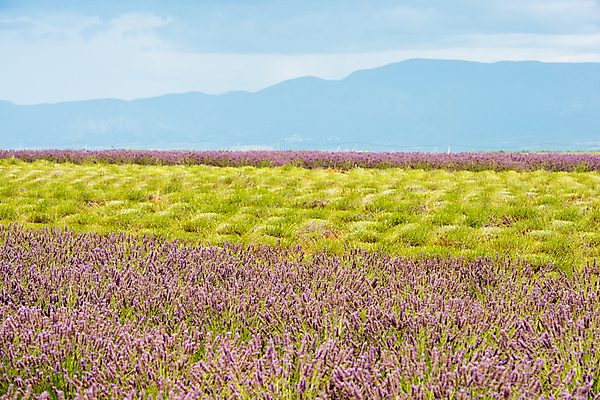 포토 JPG 해외이미지 식물 템플릿 꽃 선 백그라운드 꽃무늬 패턴 밭 농업 들기 풍경 사람없음 야외 초록색 여름 컬러풀 햇빛 농장 보라색 프랑스 벚꽃 개화 배열 허브 제비꽃 라벤더 줄서기 취급주의 프로방스 수평선 카피스페이스 해외포토 계절 유럽 산업 컬러 무늬 모션 경고 태양 공백 파일형식 이미지허브
