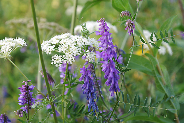 포토 JPG 해외이미지 식물 계절 꽃잎 꽃 백그라운드 잎 밭 자연 사람없음 야외 초록색 여름 정원 벚꽃 흰색 시골 신선 내추럴 해외포토 컬러 농업 생태계 파일형식 이미지허브