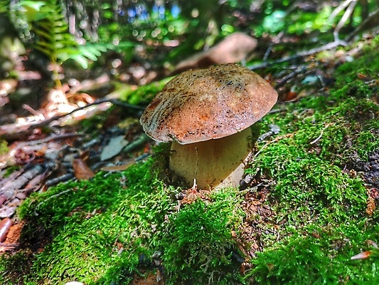 포토 JPG 해외이미지 식물 계절 음식 재료 자연 이끼 사람없음 초록색 갈색 버섯 성장 가을 신선 숲 왕 유기농 내추럴 곰팡이 그물버섯 번 식용 식품점 캡모자 페니 해외포토 모자_잡화 웰빙 빵 컬러 상점 동전 생태계 파일형식 이미지허브