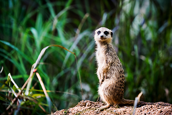 포토 JPG 해외이미지 동물 응시 얼굴 야생동물 백그라운드 포유류 가족 아프리카 자연 동물원 서기 경비 사람없음 야외 갈색 사막 황무지 닫기 작음 호기심 싱가폴 경보 미어캣 해외포토 시선 감정 나라 아시아 컬러 컨셉 관계 모션 안전 신체부위 보호 크기 생태계 파일형식 이미지허브