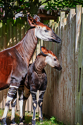포토 JPG 해외이미지 동물 야생동물 백그라운드 포유류 아프리카 자연 엄마 동물원 서기 사람없음 갈색 흰색 아기 숲 기린 얼룩말 멸종 내추럴 해외포토 나라 컬러 가족 모션 사람 말_동물 생태계 파일형식 이미지허브