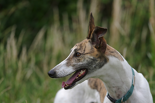포토 JPG 해외이미지 주간 응시 행복 감정 얼굴 백그라운드 밭 장난 자연 놀이 근육 휴식 건강 미소 사람없음 야외 초록색 반려동물 운동 기댐 활발 자유 흰색 오픈 뜨거움 구출 개 치아 혀 흥분 송곳니 내추럴 거짓말 경보 무료 평야 카피스페이스 해외포토 자연요소 동물 시선 컬러 컨셉 농업 포유류 모션 표정 신체부위 공백 도움 입 소화기관 생태계 파일형식 이미지허브