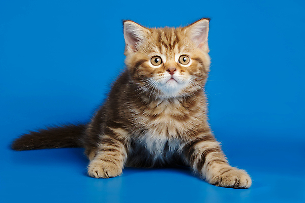 포토 JPG 해외이미지 동물 응시 백그라운드 장난 포유류 털 사람없음 반려동물 귀여움 고양이 줄무늬 흰색 작음 모피 사진사 호기심 얼룩무늬 솜털 고립 기르기 직진 스코틀랜드 해외포토 시선 감정 컬러 컨셉 무늬 영국 크기 작가 돌봄 파일형식 이미지허브